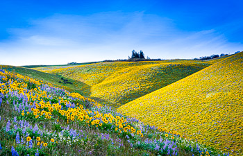 Seven Mile Hill, Columbia River Gorge, OR | Super bloom, spring, 2016