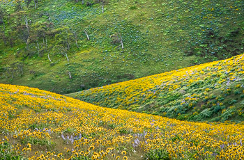 Seven Mile Hill, Columbia River Gorge, OR | Onimus