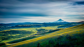 Mount Hood, Seven Mile Hill, The Dalles, OR | Spring super bloom below Mount Hood, spring 2016.
