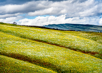 Seven Mile Hill, The Dalles, OR | 