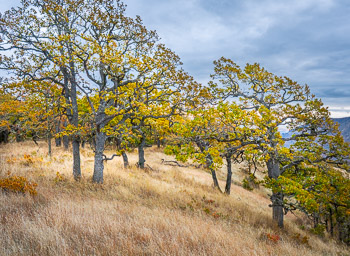 Oaks, Columbia Hills, Washington | A grove of Gerry Oaks above Lyle, Washington.