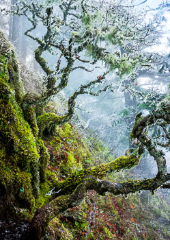 Weathered Oaks,  Columbia River Gorge, OR | Twisted oaks covered in lichen cling to mossy rocks on a steep hillside in Eagle Creek.