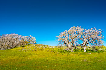 Gerry Oak, Dalles Mountain Ranch State Park, WA | Early spring in the Columbia Hills, WA.