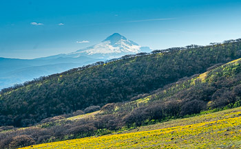 Mount Hood, Gerry Oaks, Dalles Mountain Ranch State Park, WA | 