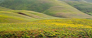 Balsumroot,  Dalles Mountain Ranch State Park, WA | 