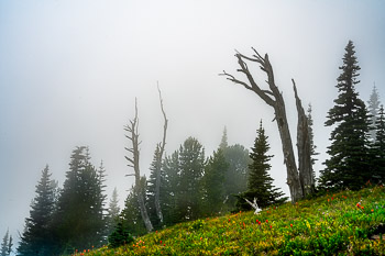 Mount Rainier National Park, WA | 