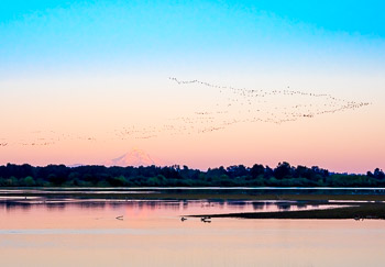 Sturgeon Lake, Sauvie Island, Oregon | 