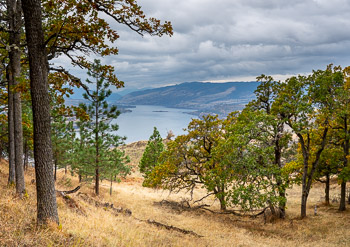 Columbia River, Washington | Columbia River seen through a grove of Gerry Oaks.