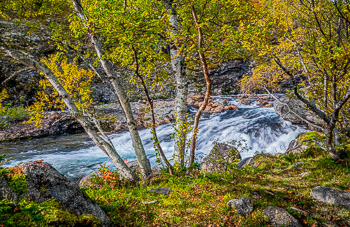 Birch, Jotunheimen National Park, Norway | 
