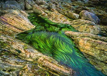 Tide Pool, Koya Point, Haida Gwaii, BC | The verdant green eel grass in a British Columbia , Pacific Ocean tide pool.