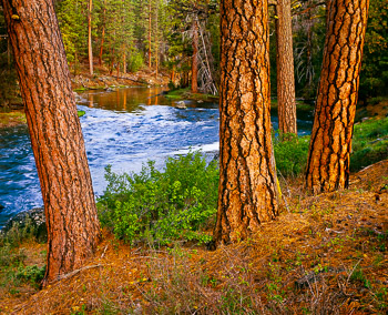 Ponderosa Pines, Sycan River, OR | Ponderosa Pines glow red in the late evening light partly due to the red skies from a forest fire.