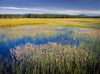 Sycan Marsh, Klamath Basin, OR | A flowing sheet of water in this wetland is created by the  flooding Sycan River. The foreground plants are Arnica.