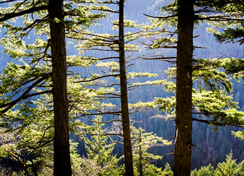 Douglas Fir, Eagle Creek, OR | Douglas Fir in the Columbia River Gorge Recreation Area are backlit and silhouetted, their needles looking chartreuse green.