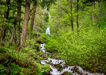 Waukeena creek, OR | The Columbia River Gorge is aglow with the bright green growth of spring.