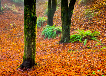 Beech Trees, Hoyt Arboretum, Portland, Oregon | 