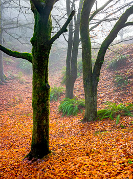Beech Trees, Hoyt Arboretum, Portland, Oregon | 
