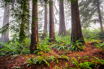 Hoyt Arboretum, Portland, Oregon | Redwoods and Sword Fern bathed in morning fog at Hoyt Arboretum in Portland Oregon.