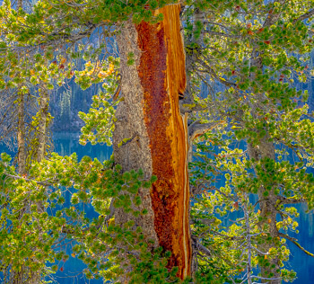 Lodgepole Pine, Sawtooth Mountains Wilderness, ID | A very large Lodgepole Pine shows it old age and life force.