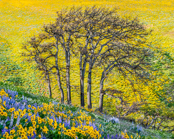 Seven Mile Hill, Columbia River Gorge, OR | Super bloom, spring, 2016