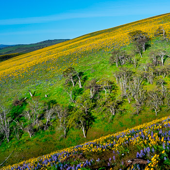 Seven Mile Hill, Columbia River Gorge, OR | Super bloom, spring, 2016