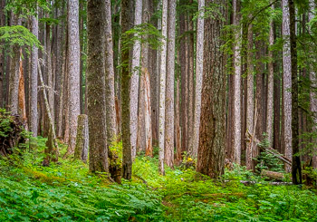 Hemlock Forest, Olympic National Park, Washington | 