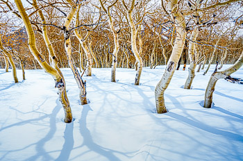 Aspen Grove, Little Water Peak, Wasatch Mountains, Utah | 