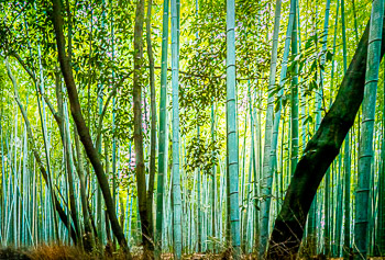 Timber Bamboo, Kyoto, Japan | 