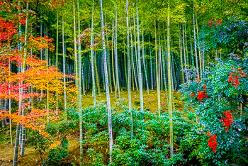 Arashiyama, Kyoto, Japan | 