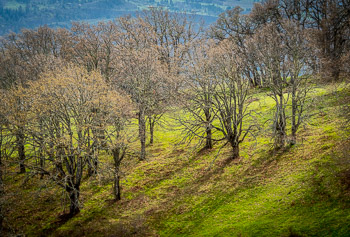 Oaks, Catherine Creek Labyrinth, Columbia Hills, WA | 