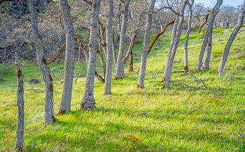 Oaks, Catherine Creek Labyrinth, Columbia Hills, WA | 