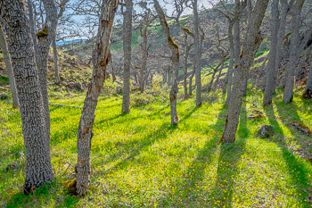 Oaks, Catherine Creek Labyrinth, Columbia Hills, WA | 