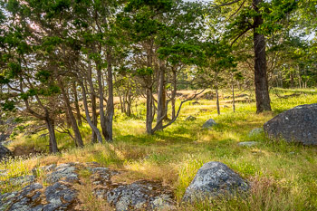 Jones Island, San Juan Islands, WA | 