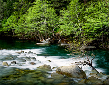 North Fork, Smith River, OR,  #671296 | A riffle flows into a still pool lined with Alder showing fresh new spring growth.