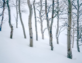Aspens in Snow #3,  Wasatch Mountains, UT | Wind and snow blows across a snowy mountain with Quaking Aspen.