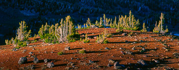 Cinder Cone, Three Sisters Wilderness , OR | White Bark Pine on a volcanic cinder cone is lit by the late summer light.