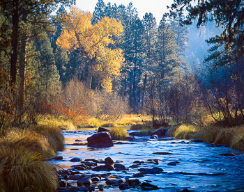 Middle Fork, John Day River, OR | A small river in it's headwaters flows through the autum forest of Cottonwood and Ponderosa Pines.