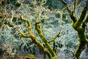 Oaks, LIchen and Frost, Columbia River Gorge, OR | Rime ice coats the "old mans Beard", a lichen covering these twisted oaks in the Columbia River Gorge.