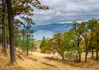 Columbia River, Washington | Columbia River seen through a grove of Gerry Oaks.