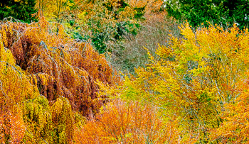 Hoyt Arboretum, Portland, Oregon | 