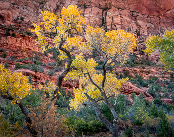 Freemont Cottonwood Trees, Kolob Canyon, Zion National Park, UT | 