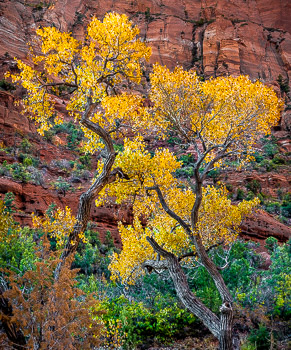 Freemont Cottonwood Trees, Kolob Canyon, Zion National Park, UT | 