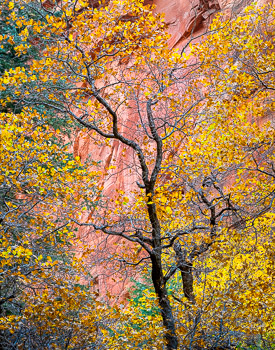 Gamble Oak, Kolob Canyon, Zion National Park, UT | 