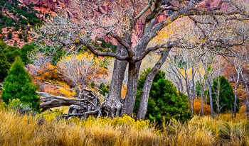 Late Autum, Zion National Park, UT | 