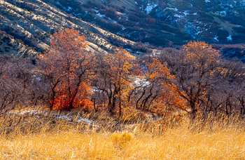 Oaks, Wasatch Mountain Foothills, Utah | 