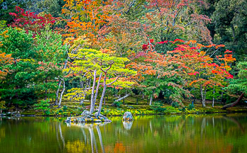 Autumn  Forest, Kyoto, Japan | 