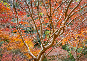 Autumn Forest, Japan Forest, Kyoto, Japan Forest, Kyoto, Japan | 