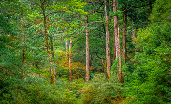 Stewartia, Yakusugi Land, Yakushima, Japan | 
