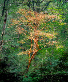 Stewartia, Yakusugi Land, Yakushima, Japan | 