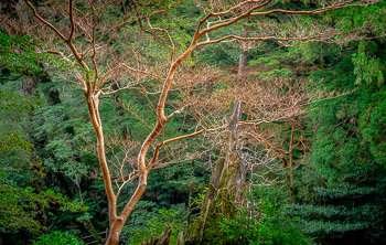 Stewartia, Yakusugi Land, Yakushima, Japan | 