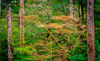 Stewartia, Yakusugi Land, Yakushima, Japan | 